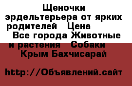 Щеночки эрдельтерьера от ярких родителей › Цена ­ 25 000 - Все города Животные и растения » Собаки   . Крым,Бахчисарай